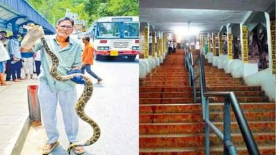 திருப்பதி அலிப்பிரி நடைபாதையில் 12 அடி மலைப்பாம்பு.. ஓட்டம் பிடித்த பக்தர்கள்.. வைரலாகும் வீடியோ