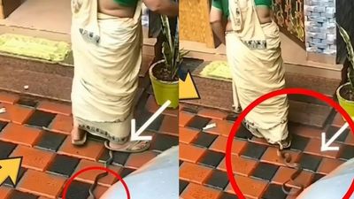 பாய்ந்து வந்து சேலையை கடித்த பாம்பு.. ஒரு நொடியில் உயிர் தப்பிய பெண்.. வீடியோ பாருங்க