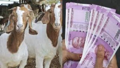 நல்லா பாருங்க.. இந்த கோம்பை ஆடு 65,000 ரூபாய்.. காரணம் கேட்டால் அசந்துருவீங்க.. கோடிகளில் வர்த்தகம்