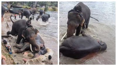 கர்நாடக யானைகள் முகாமில் நெஞ்சை உலுக்கிய சோகம்.. கணவர், குழந்தை கண் முன்னே உயிரிழந்த சென்னை பெண்
