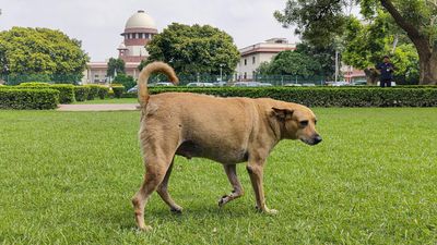ஆக்ரோஷமான தெருநாய்களை கருணை கொலை செய்ய அனுமதி! அதிகாரிகள் மீது வழக்கு பாயாது! உச்சநீதிமன்றம் உத்தரவு