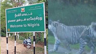 9 ஆண்டுகளுக்கு பிறகு அவலாஞ்சியில் மீண்டும் வெள்ளை புலி.. இது அசல் புலிதானா? நீலகிரியில் ஒரே கிலி