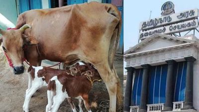 பசு, கன்றுகள் வதைக்கு தடை.. நீதிமன்ற உத்தரவை அமல்படுத்தியதாக தமிழக அரசு அறிக்கை