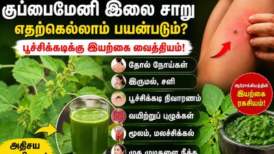 குப்பையில் கிடக்கும் தங்கம்! பூச்சிக்கடிக்கு அருமருந்து! குப்பைமேனியை பயன்படுத்துவது எப்படி?