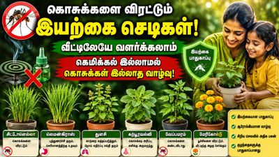 Outdoor Plants: லிக்விடேட்டரை தூக்கி போடுங்கள்! வீட்டிற்குள் கொசு வராமல் தடுக்கும் வைங்க!