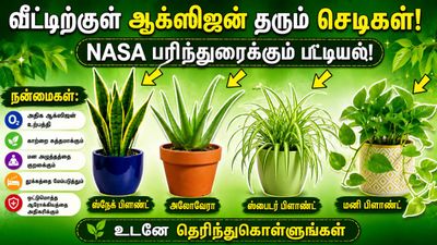 Indoor Plants: வீட்டின் காற்றைச் சுத்திகரித்து ஆக்ஸிஜன் அளவை அதிகரிக்கும் இன்டோர் செடிகள்!