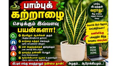 வொர்க் பிரம் ஹோம் செய்றீங்களா? கணினிக்கு பக்கத்தில் இந்த பாம்புக் கற்றாழை செடியை வைங்க!