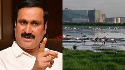 Marsh Lands: பள்ளிக்கரணை சதுப்பு நிலம் சூறையாடல்! ஆபத்தை விலை கொடுத்து வாங்காதீர்! அன்புமணி கண்டனம்