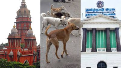 தெருநாய் கடியை தடுக்க நடவடிக்கை எடுக்கவே இல்லை.. தமிழக அரசு மீது உயர்நீதிமன்றம் கடும் அதிருப்தி