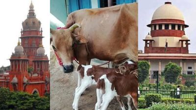 தமிழகத்தில் பசுக்கள், கன்றுகளை வெட்ட ஹைகோர்ட் விதித்த தடை நீக்கம்! உச்சநீதிமன்றத்தில் தவெக வெற்றி!
