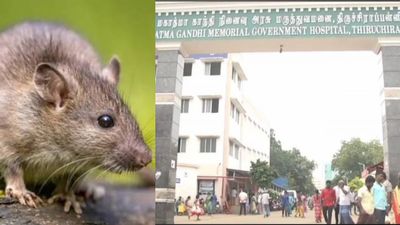 திருச்சி அரசு மருத்துவமனையில் அதிர்ச்சி! ஆபரேஷன் செய்த மூதாட்டியின் கால் கட்டை விரலை கடித்த எலி!