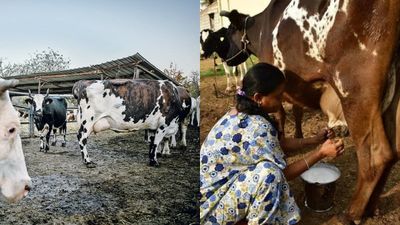 ஒரு நாளைக்கு 8 லிட்டர் பால்.. 10,000 பெண்களுக்கு இலவச கறவை மாடுகள்! தமிழக அரசின் சர்ப்ரைஸ் அறிவிப்பு 