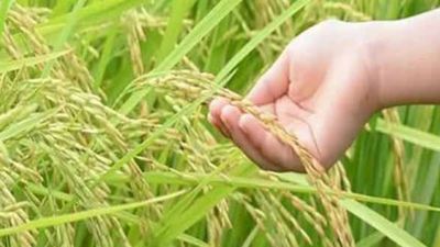 திருவள்ளூரில் விவசாயிகளுக்கு இன்ப அதிர்ச்சி.. ரூ.545 கட்டி நெல் பயிர் காப்பீடு.. ஆனால் ஒரு கண்டிஷன்