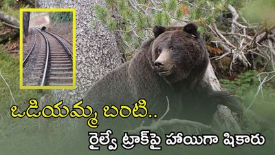 Viral Video: రైల్వే ట్రాక్పై హాయిగా షికారు చేసిన ఎలుగుబంటి