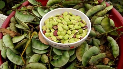 ఉడికించిన అనపకాయలను తీసుకోండి చాలు..