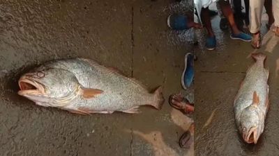 మగ చేప రూ.60 వేలు,ఆడ చేపలు రూ.40 వేలు. పండగ వేళ జాలర్లకు జాక్ పాట్