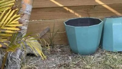 ఈ ఫోటోలో ఉన్న జంతువుని 15 సెకండ్లలో కనిపెట్టగలరా..?