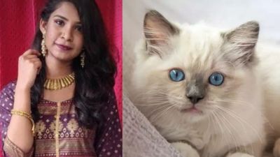 పిల్లి కోసం ఆత్మహత్య చేసుకున్న డాక్టర్.. 