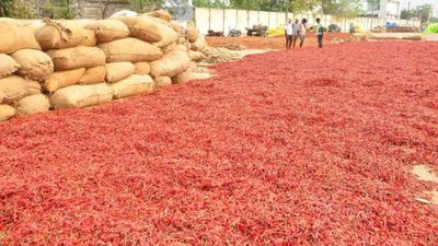 ఐదేళ్ల తర్వాత అదరహో..  లాభాల బాటలో మిరప రైతులు!
