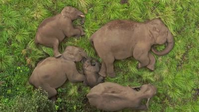 Beautiful Video: అడవి తల్లి ఒడిలో ఏనుగుల జోలపాట