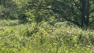 ఈ పొదల మాటున దాగి ఉన్న జంతువును కనిపెట్టగలరా..?