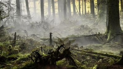 ఈ పొదల్లో దాక్కొని ఉన్న ఆర్మీ స్నైపర్ను కనిపెట్టగలరా..?