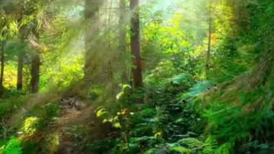 ఈ పొదల మాటున నక్కిన భయంకర జంతువును గుర్తించగలరా?