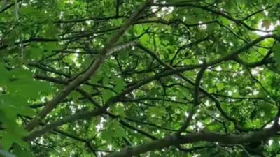 ఈ అందమైన చెట్టు కొమ్మల మధ్య ఉన్న పక్షిని కనిపెట్టగలరా..?