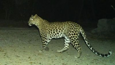 వామ్మో..మళ్లీ వచ్చిన చిరుత- ఈ సారి అలిపిరి టోల్ గేట్ వద్దే తిష్ట, జింకపై దాడి