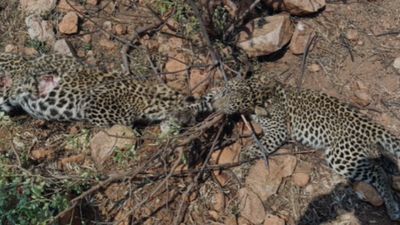 చిరుత రోదన: వేటగాళ్ల ఉచ్చుకు పసి ప్రాణం బలి..