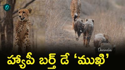 Mukhi: మన దేశంలోనే పుట్టి.. ఇప్పుడు అడవినే ఏలుతున్న ముఖి!