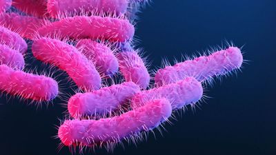 కొత్త వైరస్ మరణ మృదంగం: ‘షిగెల్లా’ సోకి మూడేళ్ల చిన్నారి బలి..