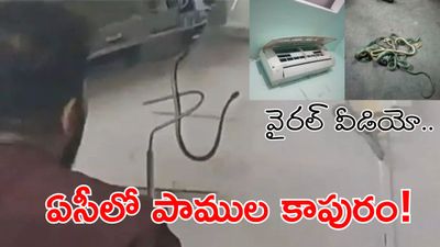 Snakes Video: బెడ్రూమ్ ఏసీలో ఐదు పాములు.. ఒళ్ళు గగుర్పొడిచే ఘటన.