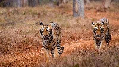 తడోబా పులి.. కళ్లు చెదిరే రాజసం. చూస్తే ఒళ్లు గగుర్పొడవాల్సిందే!
