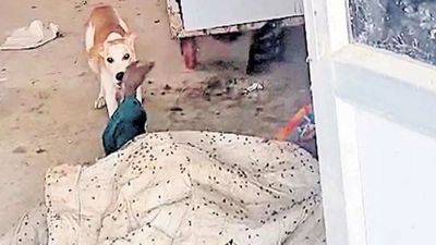 మార్చురీలో మృతదేహాన్ని కుక్కలు పీక్కుతిన్న ఘటనలో నలుగురు సస్పెన్షన్, మాజీమంత్రి ఫైర్!