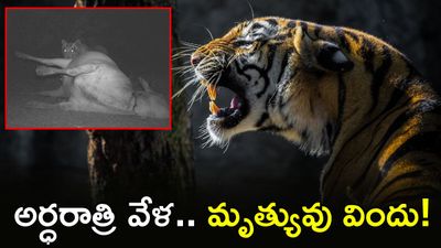Viral Video: పిక్క తింటున్న పెద్దపులి.. అర్ధరాత్రి  వేట!