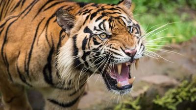 ఏపీలో ఆ ప్రాంతానికి పులి, స్థానికుల భయం.. రంగంలోకి హనుమాన్ బృందాలు! 