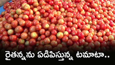Tomato కిలో రెండు రూపాయలు. కొనే దిక్కు లేదు