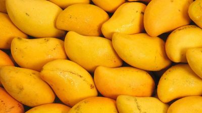 కల్తీ మామిడి పండ్లపై హెచ్-ఫాస్ట్ నిఘా..  సమాచారం ఇవ్వమన్న సీపీ సజ్జనార్