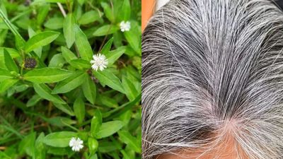 ఈ ఆకుతో  ఒక్క రాత్రిలోనే మీ జుట్టు నల్లగా మారిపోతుంది