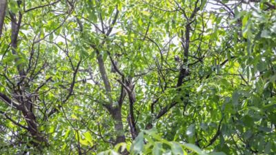 ఈ కొమ్మల మధ్య ఉన్న జంతువులను కనిపెట్టగలరా ..?