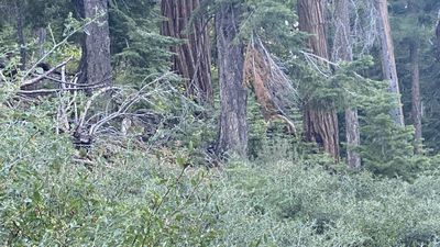 ఈ అడవి లోని చెట్ల మధ్య దాగి ఉన్న జంతువును చూశారా..?