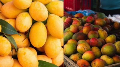 కల్తీ మామిడిని కనిపెట్టే సింపుల్ ట్రిక్స్. చెట్టుకు పండితే ఇలా ఉంటుంది