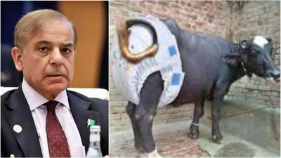 పాకిస్థాన్ లో బర్రెలకు డైపర్లు.. లేదంటే రోజుకు రూ.30 పన్ను కట్టాల్సిందే..