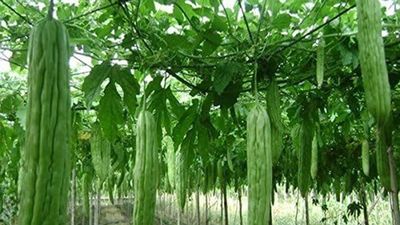 వాస్తు ప్రకారం ఇంట్లో ఈ కూరగాయ మొక్కను పెంచకూడదు.. పరిశీలించుకోండి