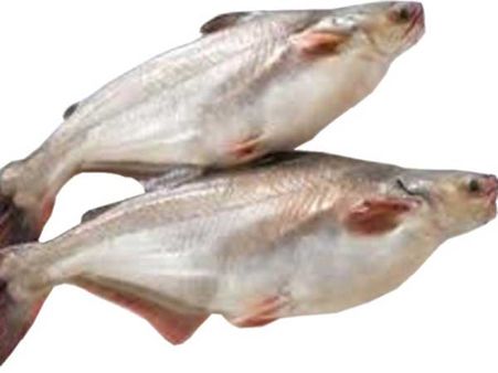 মাছ চাষে উৎসাহ দিতে বেঙ্গল অ্যাকোয়া এক্সপো