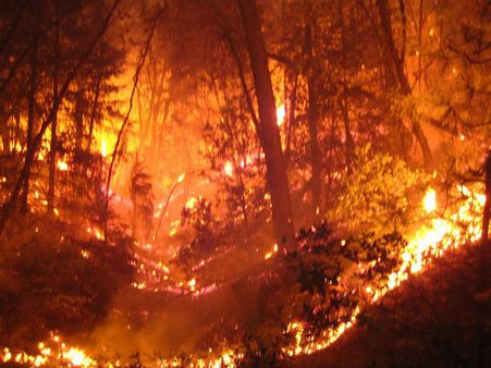 সুন্দরবনে এখনও নেভেনি দাবানল, চলছে লড়াই