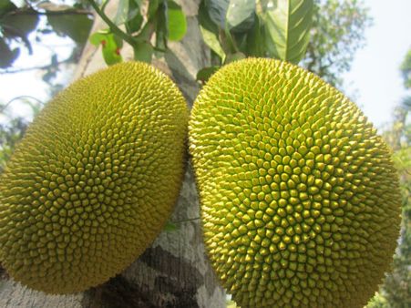 সাংসদের কাঁঠাল ক্ষুধার্থ চোরেরা খেয়ে নিতে পারে, প্রাথমিক তদন্তে জানাল পুলিশ