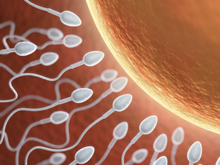 শুক্রাণুর চরম ঘাটতি ব্রিটেনে, প্রজনন কেন্দ্রগুলিতে গুণগত মানের অবনতি হবে আশঙ্কা বিশেষজ্ঞদের