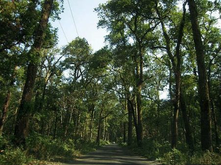 মধুচন্দ্রিমার দারুণ ঠিকানা সবুজে সবুজ নিরিবিলি গারুচিরা